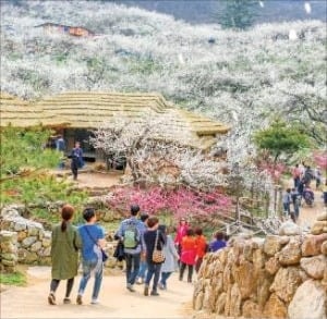 빛그린 광양매실, 광양 햇살 머금은 매실…섬진강 바람이 키웠다