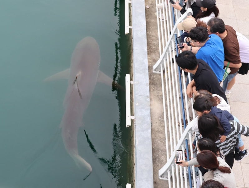 [속보] <b>부산시</b>, 29일 선박·워터펌프 이용 상어 '<b>부캉이</b>' 외해 유도