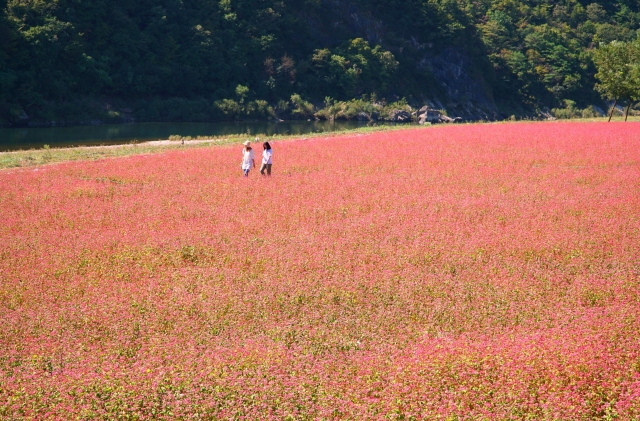 전국 유일 붉은 메밀, 푸른 영월 동강옆 빨간 축제