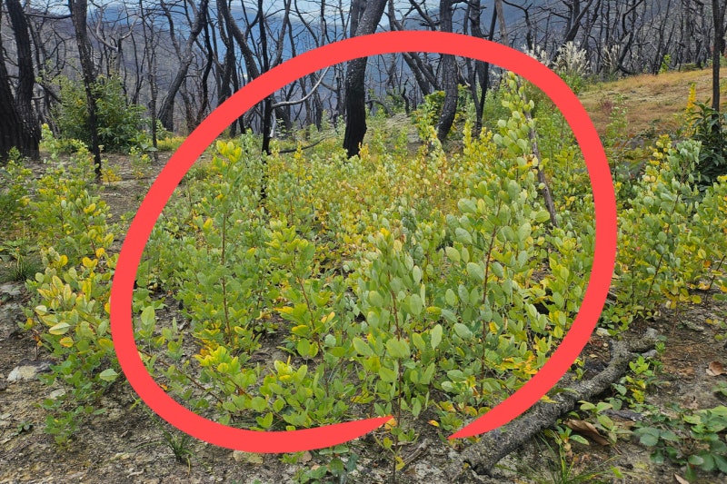 0002553343_001_20251105184109176.jpg?type=w800