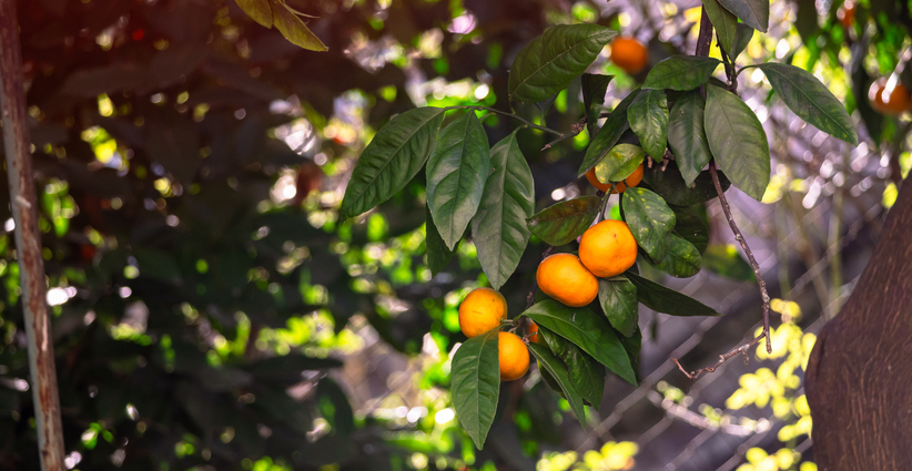 제주 감귤 농가 긴급! 미국산 만다린 때문에 난리났어요