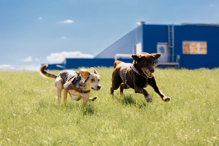 “우리집 댕냥이도 보험 들어줘야 하는데” 가입 망설이는 이유는 ‘보...