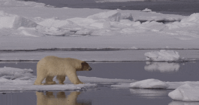 한 북극곰이 녹은 해빙을 힘겹게 건너고 있다.[WWF 제공]