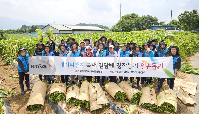 KT&G, 잎담배 수확 봉사…“농가와 상생 20년째”