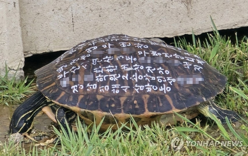 부산 기장군의 한 리조트에서 발견된 거북이 [연합]
