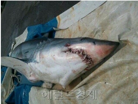 우리나라 연안에서 발견된 청상아리.[헤럴드DB]