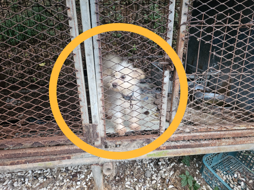 지난 29일 전남 강진 한 개농장 풍경.글로벌 동물보호단체 한국 휴메인 월드 포 애니멀즈는 이날 개농장에서 70여마리의 개를 구조했다.김광우 기자.