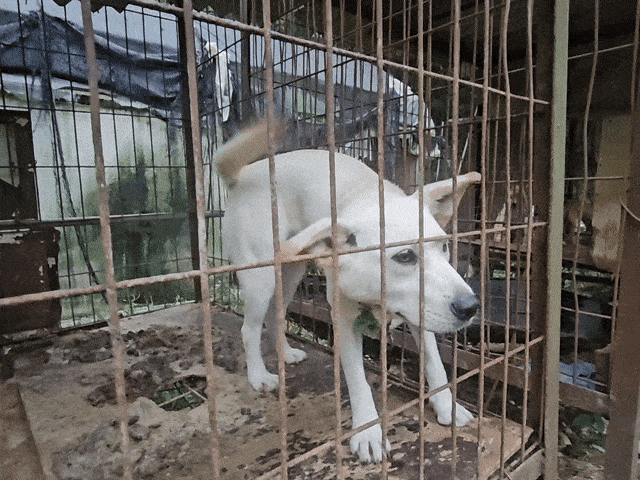 지난 29일 전남 강진 한 개농장 풍경.글로벌 동물보호단체 한국 휴메인 월드 포 애니멀즈는 이날 개농장에서 70여마리의 개를 구조했다.김광우 기자.