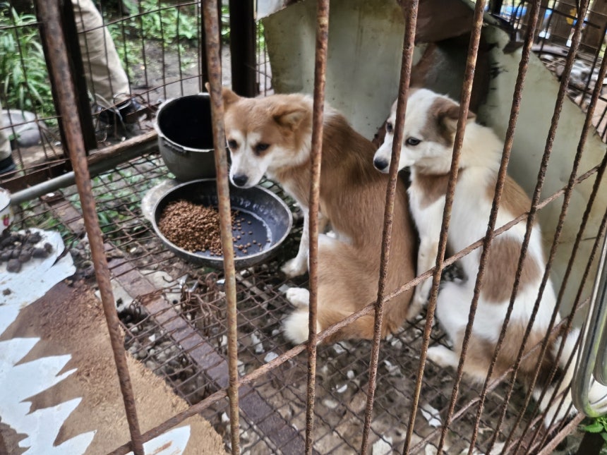 지난 29일 전남 강진 한 개농장 풍경.글로벌 동물보호단체 한국 휴메인 월드 포 애니멀즈는 이날 개농장에서 70여마리의 개를 구조했다.김광우 기자.