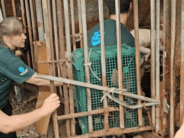 지난 29일 전남 강진 한 개농장 풍경.글로벌 동물보호단체 한국 휴메인 월드 포 애니멀즈는 이날 개농장에서 70여마리의 개를 구조했다.김광우 기자.