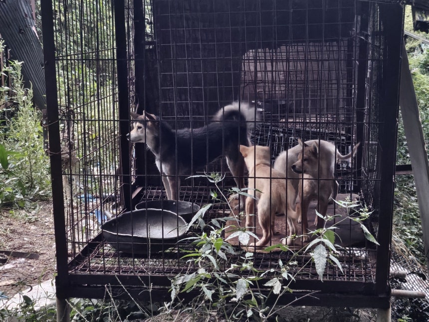 지난 29일 전남 강진 한 개농장 풍경.글로벌 동물보호단체 한국 휴메인 월드 포 애니멀즈는 이날 개농장에서 70여마리의 개를 구조했다.김광우 기자.
