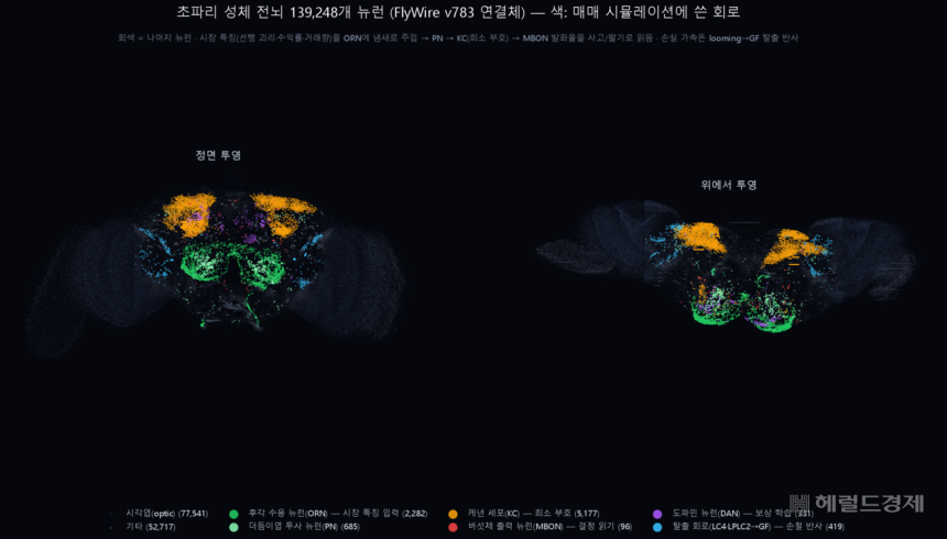 초파리 뇌.색깔로 칠해진 부분은 매매 실험에 쓴 회로,회색은 나머지 신경세포다.
