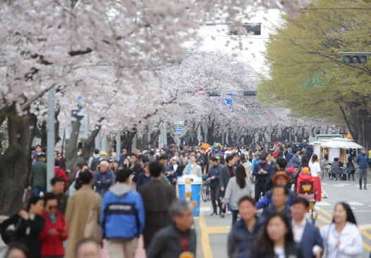 尹 탄핵 선고에…<b>여의도 벚꽃축제</b> 이달 8일로 <b>연기</b>