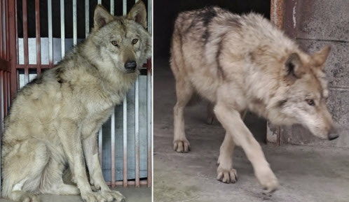 늑구, 집 나가 고생하더니…탈출 3주 만에 서점가 등판