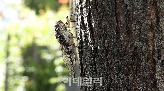 “중국인들이 <b>매미</b> 대량 채집”…1년 뒤 한강에 걸린 현수막