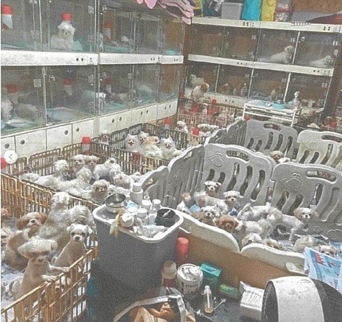 산 채로 어미개 배를 갈랐다…1426마리 번식시킨 업자들의 충격적인 1심 판결