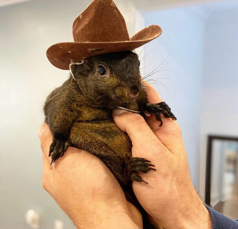 peanut_the_squirrel12 인스타그램 갈무리 