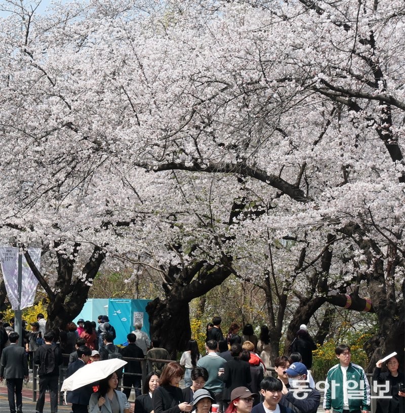 이번 주말 ‘벚꽃 엔딩’… 곳곳서 태풍급 비바람