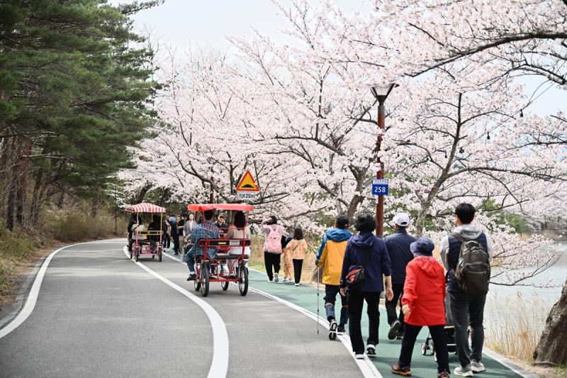 벚꽃길 따라 걸으며 봄기운 만끽