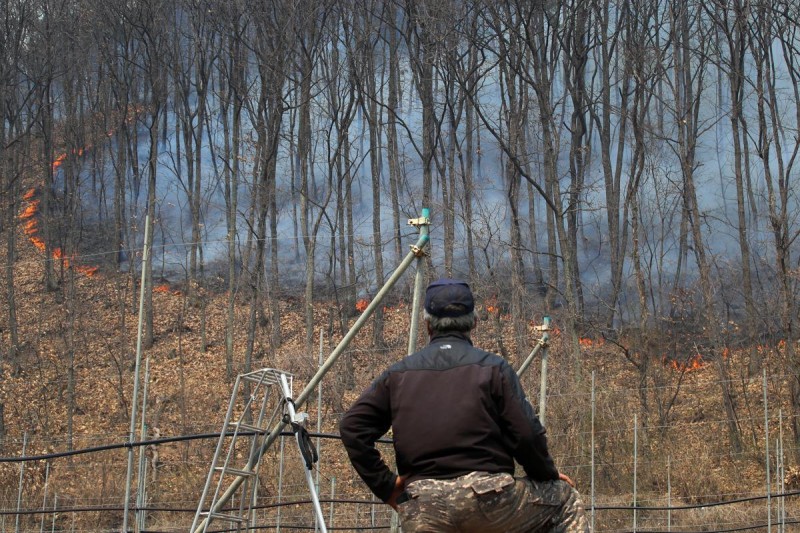 역대급 산불에 잿더미 된 송이산… “100만원 웃도는 金송이 될판”