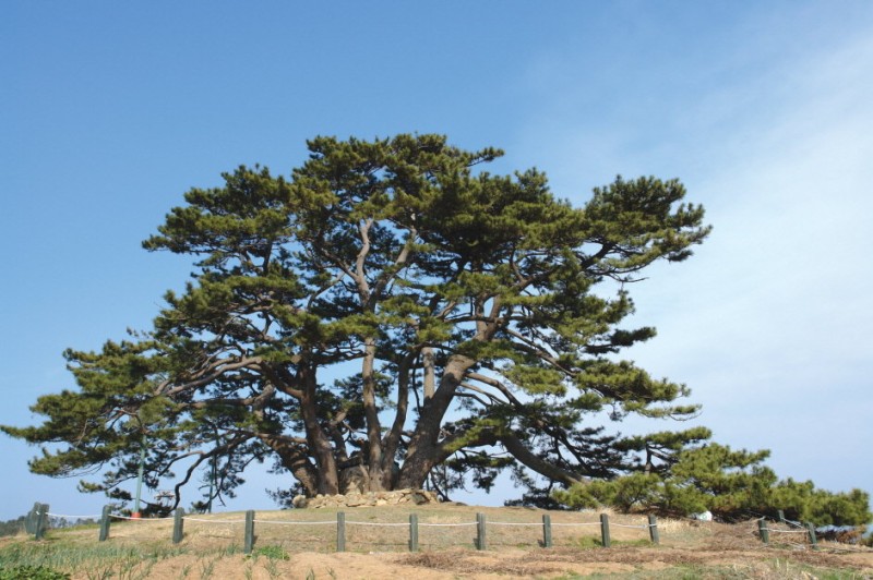 428살 기장군 ‘곰솔’ 올해의 나무로 선정