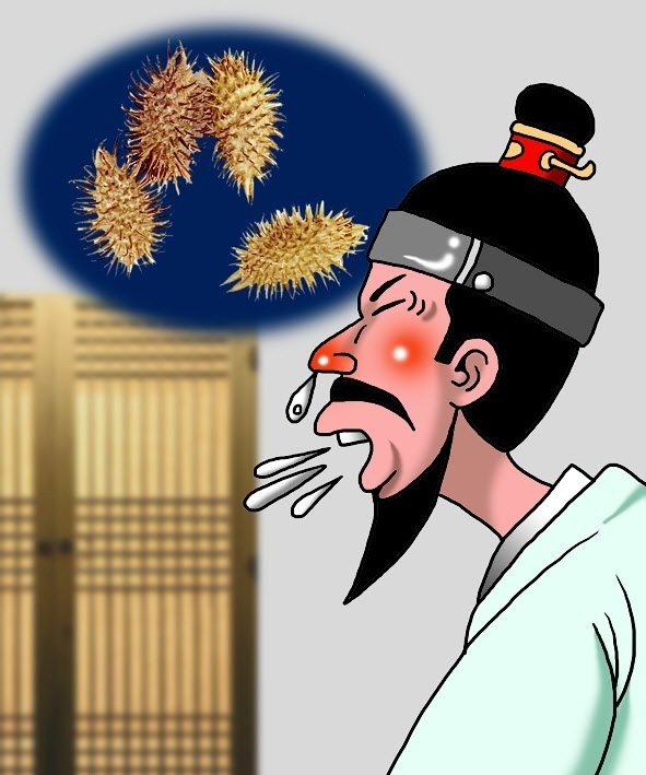 알레르기 비염 잡는 도꼬마리의 위력[이상곤의 실록한의학]〈161〉