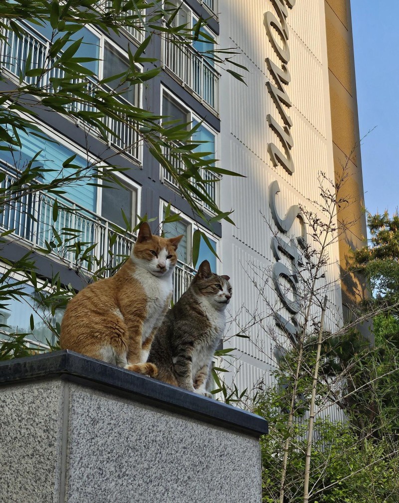 “경계 이상무!”[고양이 눈]