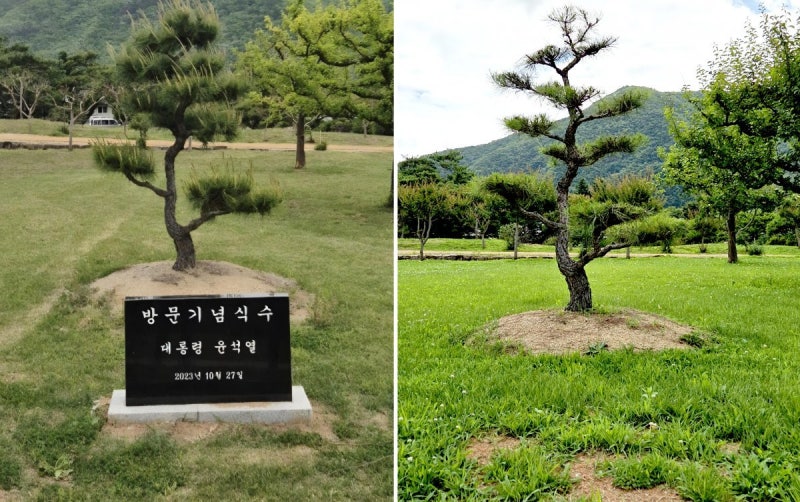 안동 병산서원 ‘윤석열 기념식수 비석’ 사라져