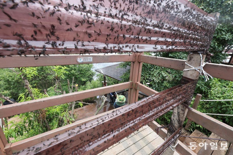 러브버그와의 전쟁, 광원 포집기까지 동원… “치워도 끝 안보여”