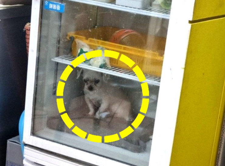 강아지를 가게 냉장고 안에 학대 논란