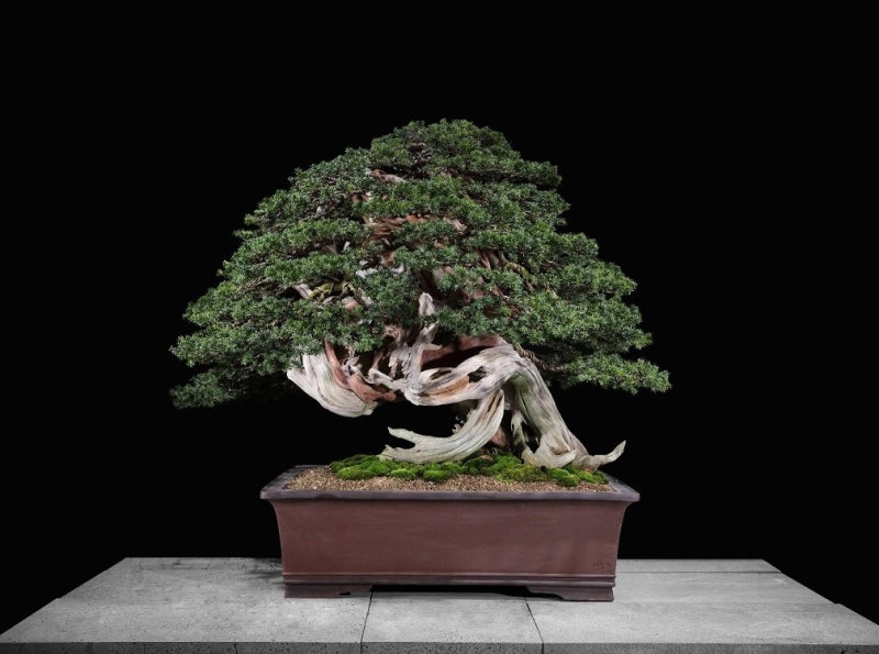 2000년 된 주목 분재, 신안에서 선보인다