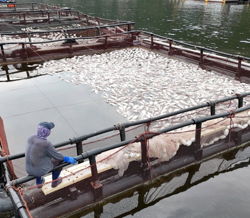 고수온-적조, 남해안 양식장 50만마리 폐사