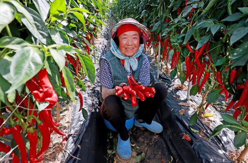 메기 잡고 고추도 사고… 충북 괴산-보은 ‘고추축제’