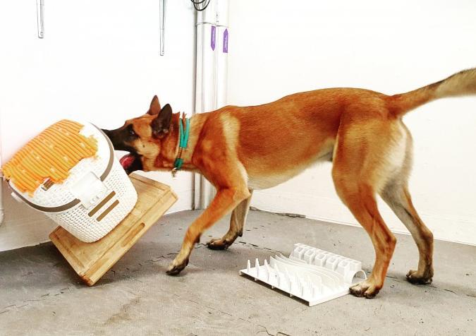 말리누아종 개가 눈앞에 있는 먹이 퍼즐을 무시하고 상자 속 장난감을 얻기 위해 노력하는 모습. 알리아 마치니·베른대 제공