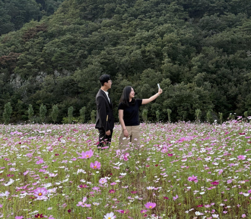 청도 코스모스밭 사이에서 찰칵∼
