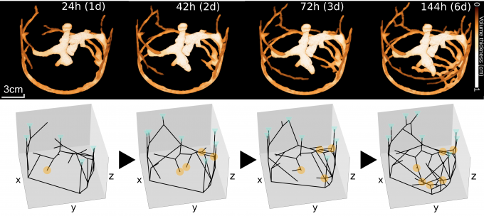 병원체에 노출된 고동털개미 군락의 집 구조를 컴퓨터단층촬영(CT·위 사진)과 그래프로 분석한 그림. 개미들은 병원체에 노출되지 않은 대조군보다 개미집을 빠르게 확장했고 입구 사이의