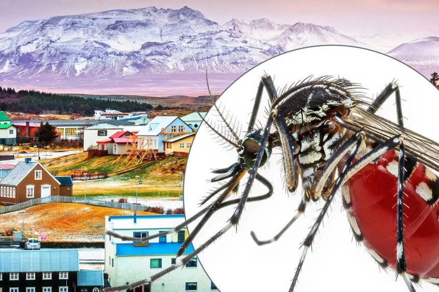 추운 기후로 모기가 서식하기 힘들다고 여겨졌던 아이슬란드에서 야생 모기 3마리가 발견됐다. 사진=뉴욕포스트