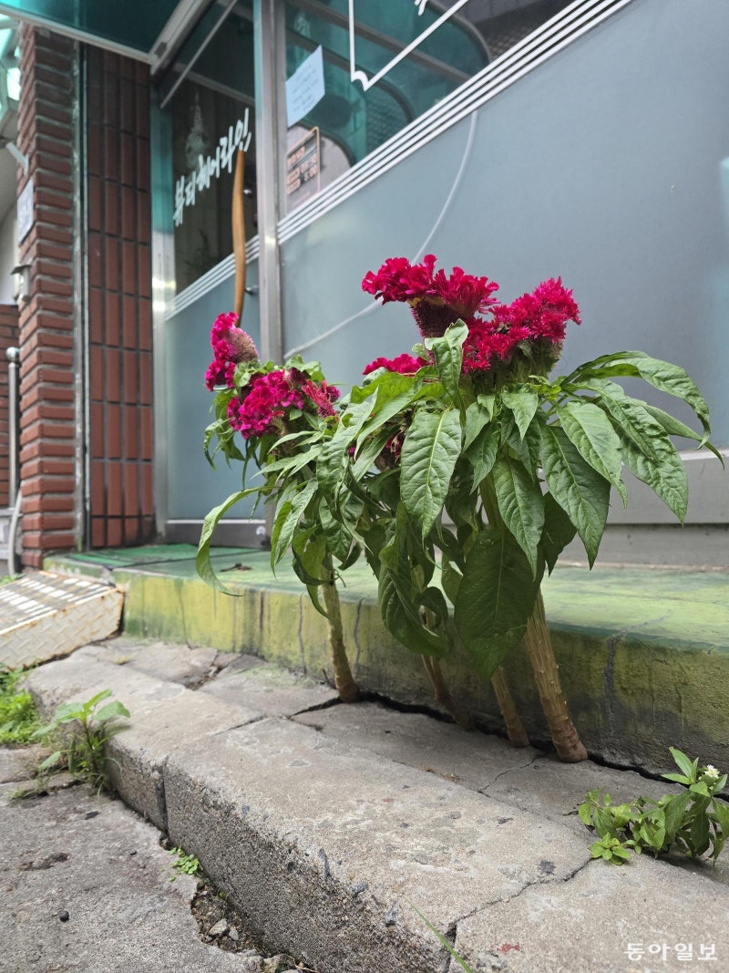 [고양이 눈]틈에서 키운 꿈