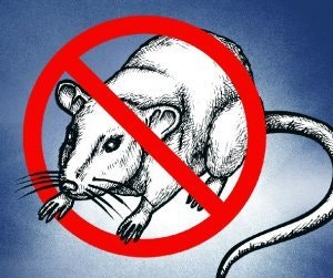 다시 ‘쥐와의 전쟁’ [횡설수설/장원재]