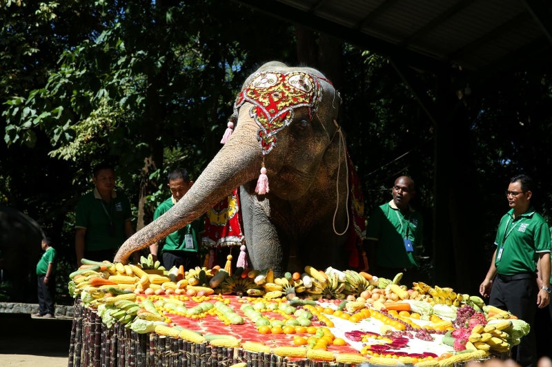 72세 ‘할머니 코끼리’ 위해 과일로 채운 생일상