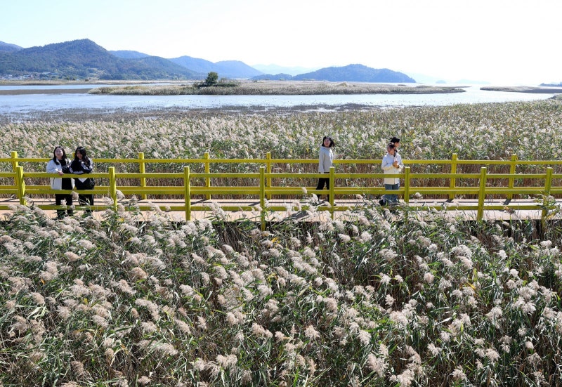 가을 정취 물씬… 갈대 바람 부는 강진만