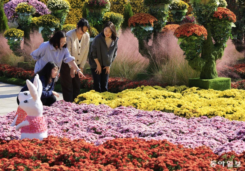 가을 국화 향기 속으로