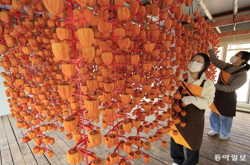 곶감이 주렁주렁