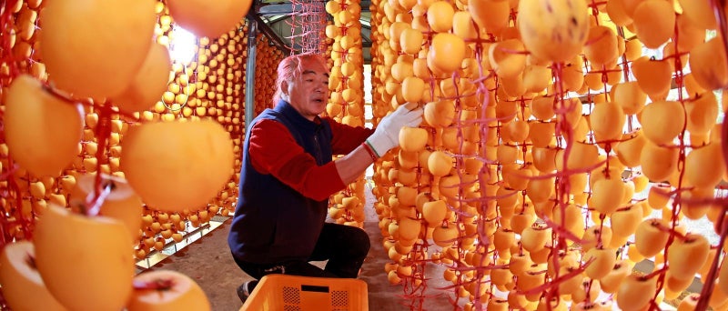 주렁주렁 ‘연풍 곶감’ 만들기