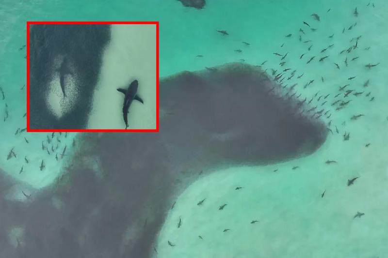 0003672960_001_20251108110310159.png?type=w800