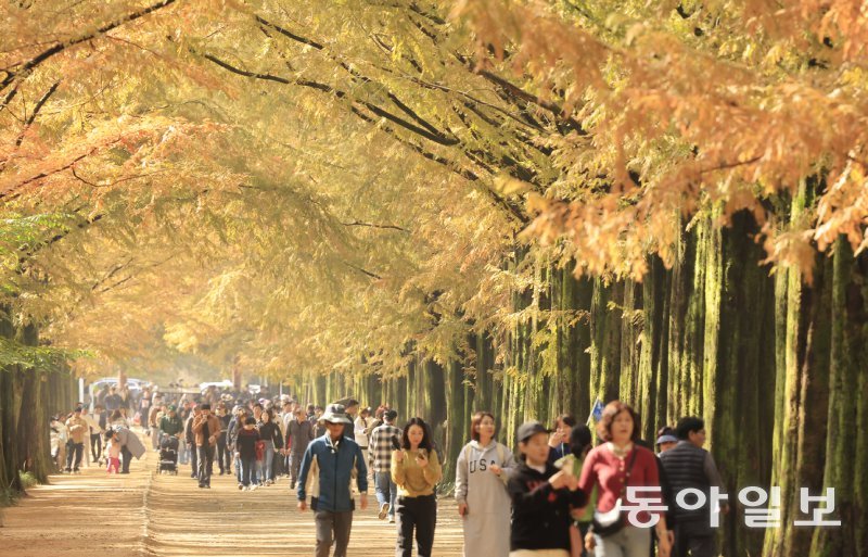 단풍 절정… ‘노란 터널’ 가을산책 전국 곳곳에서 단풍이 절정을 맞은 9일 전남 담양군 메타세쿼이아길에서 여행객들이 짙은 노란색 단풍 터널을 따라 걸으며 늦가을을 즐기고 있다. 1