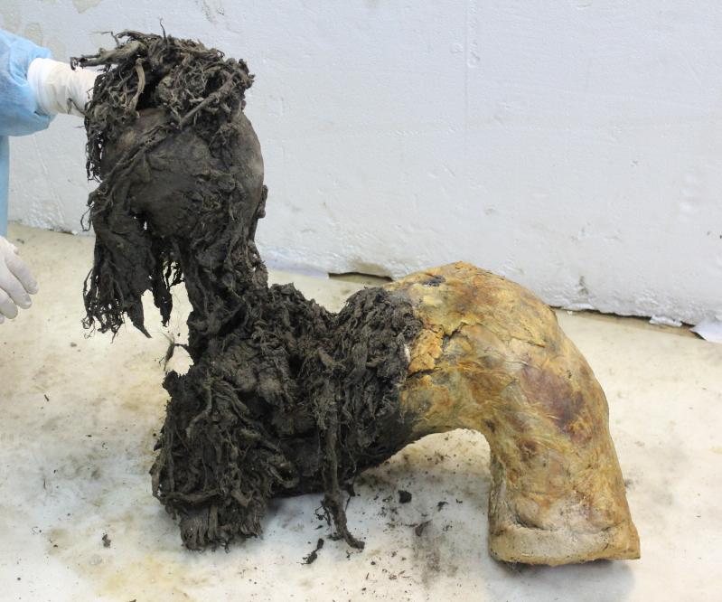 매머드 ‘유카’의 다리 중 하나. 다리 아래쪽에서 고대 RNA 분자를 복원할 수 있었다.&#160;스웨덴 스톡홀름대 제공