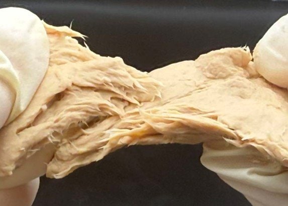 고기 맛 나는 곰팡이… 먹는 시기 빨라지나