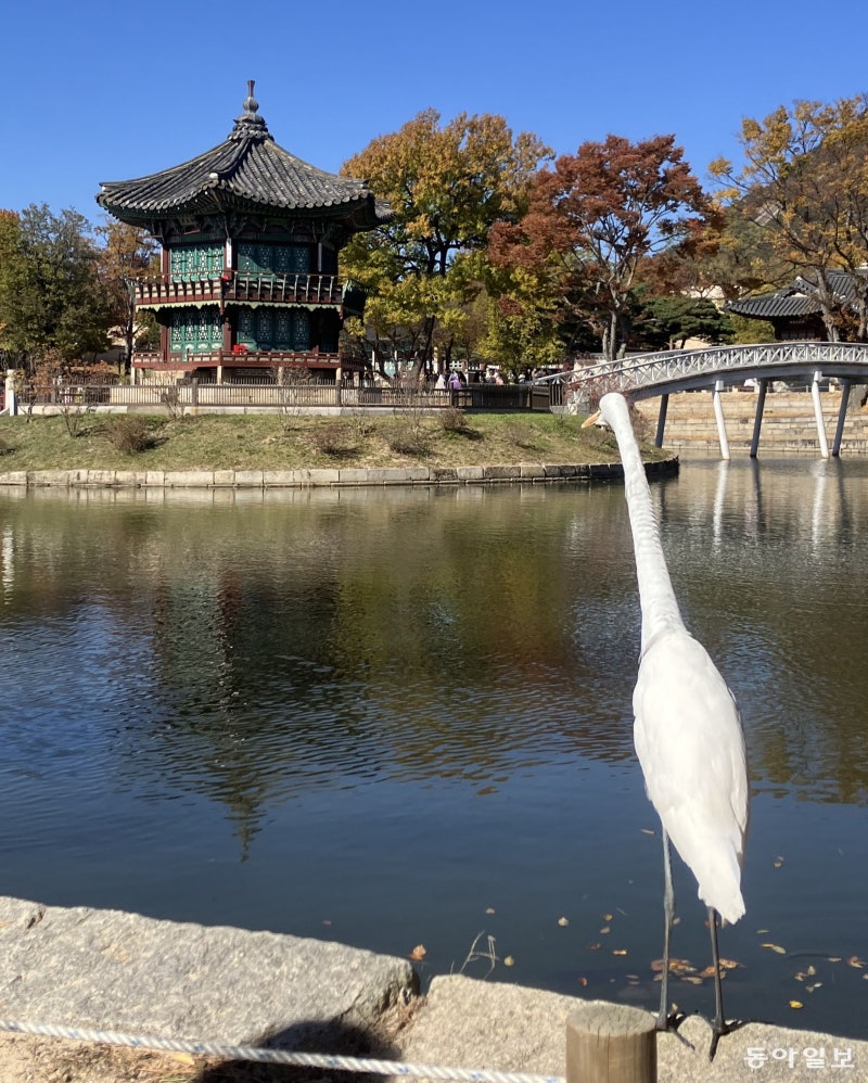 [고양이 눈]비행의 목적