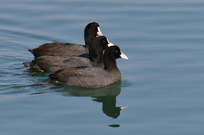 “셋이나 뭉쳤는데 먹잇감 하나 못 구할까”